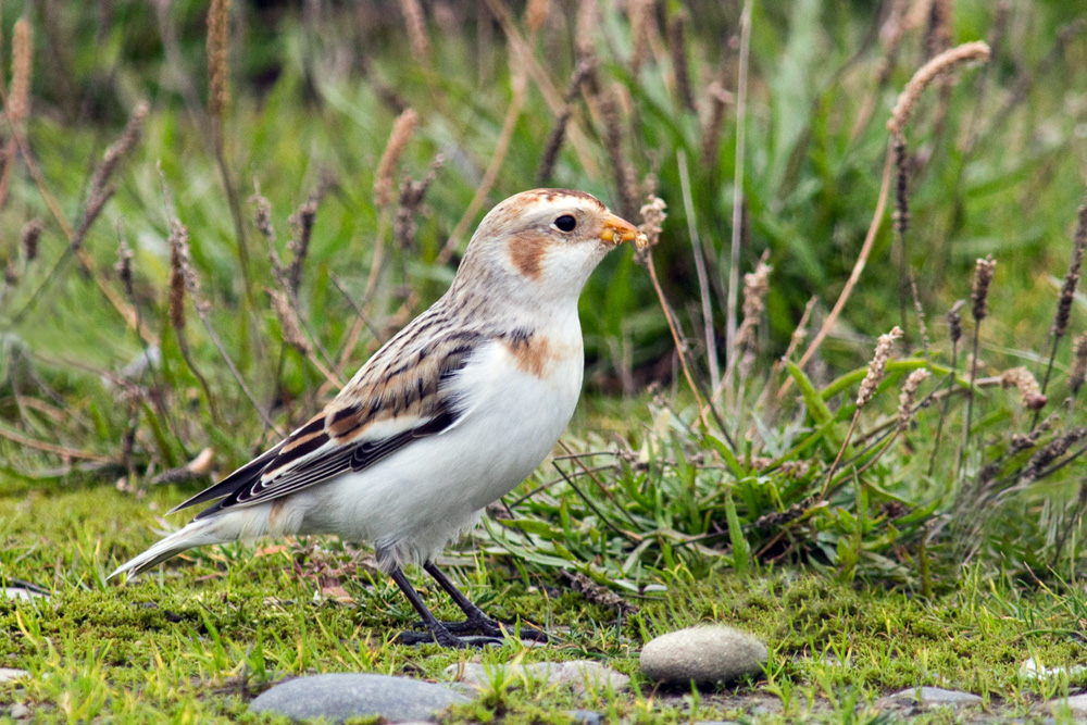 Snow Bunting